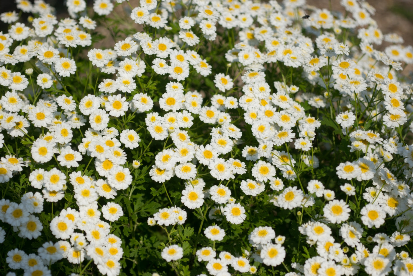Feverfew - Seed Packet