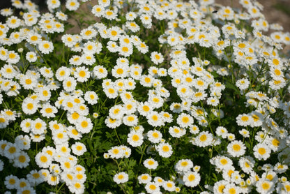 Feverfew - Seed Packet
