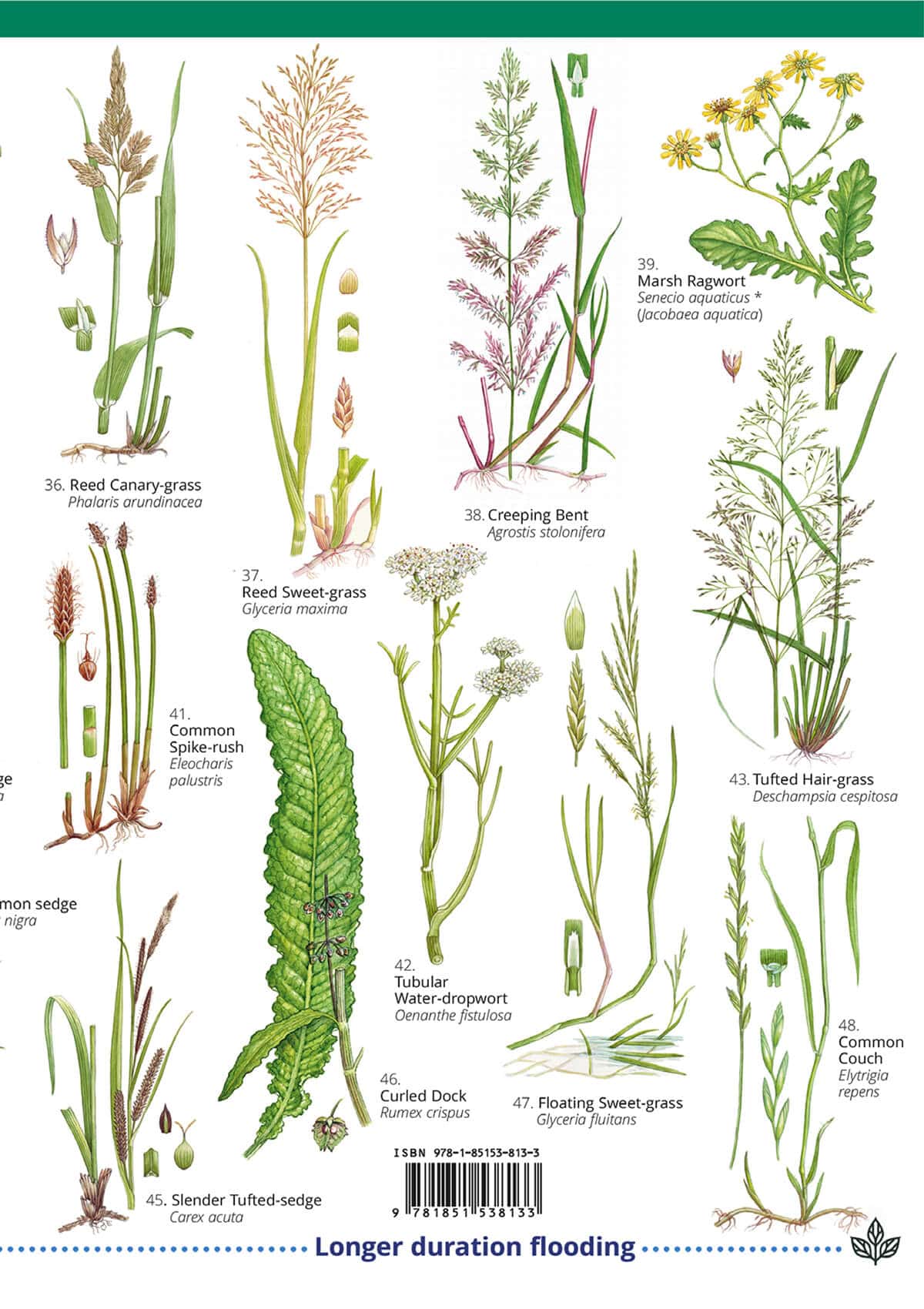 Floodplain Meadows - Wild ID Guide