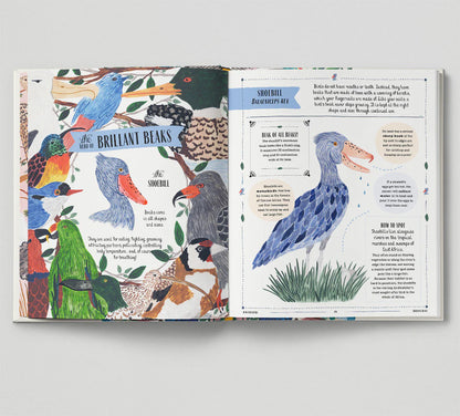 Fly - David Lindo, Illustrated by Sara Boccaccini Meadows