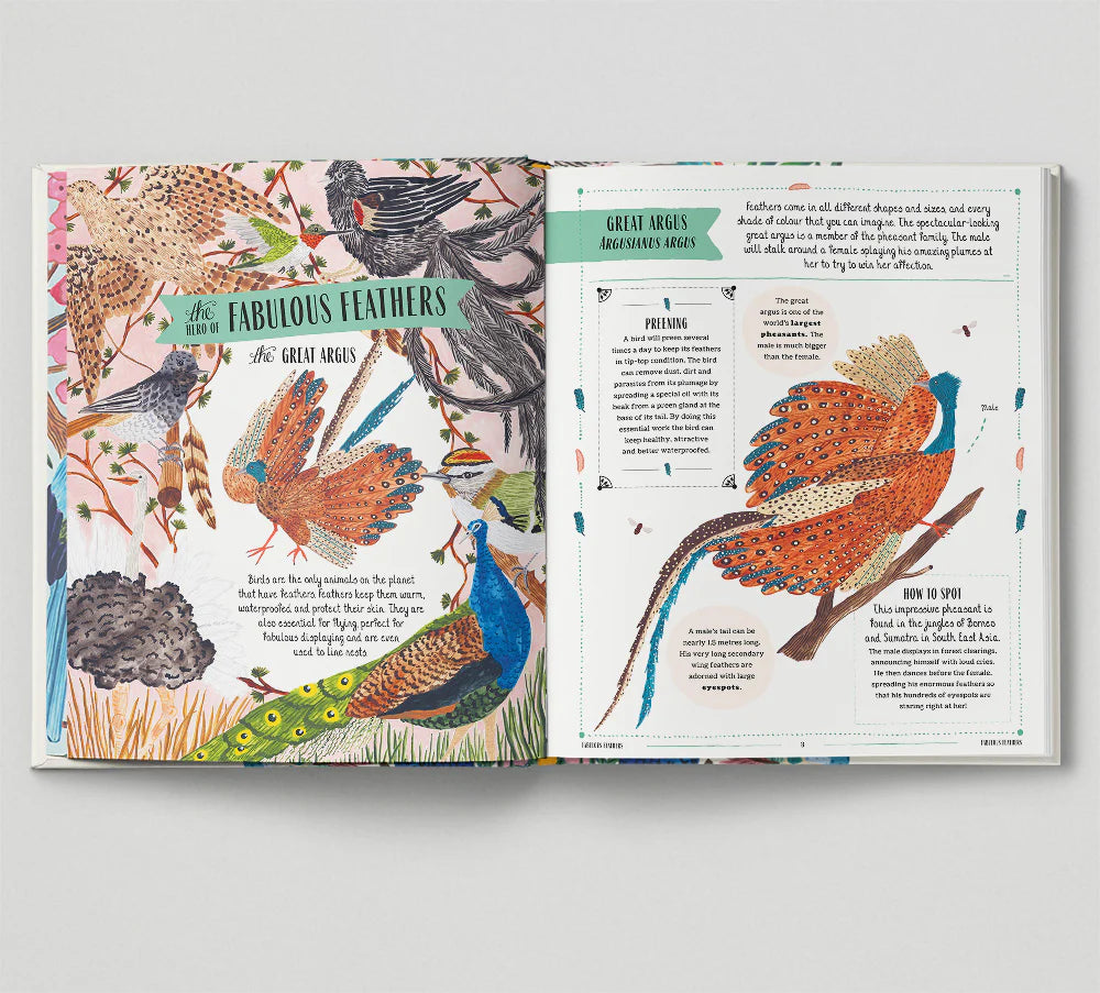 Fly - David Lindo, Illustrated by Sara Boccaccini Meadows