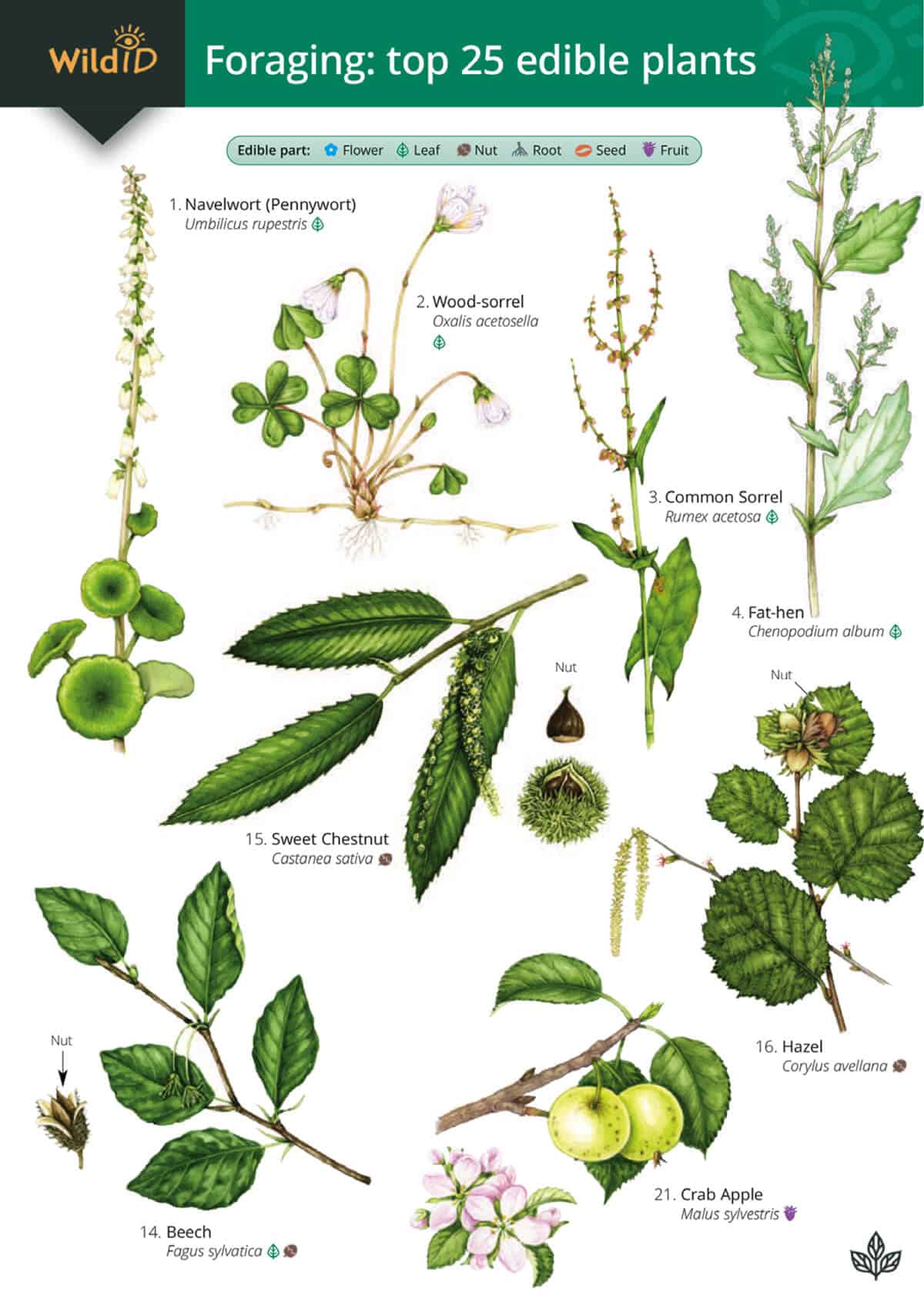 Foraging: Top 25 Edible Plants - Wild ID Guide