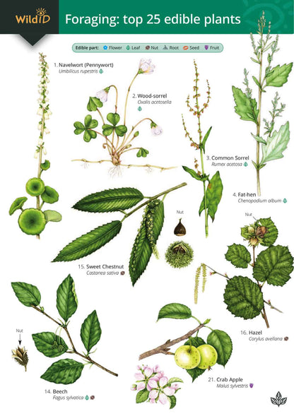 Foraging: Top 25 Edible Plants - Wild ID Guide