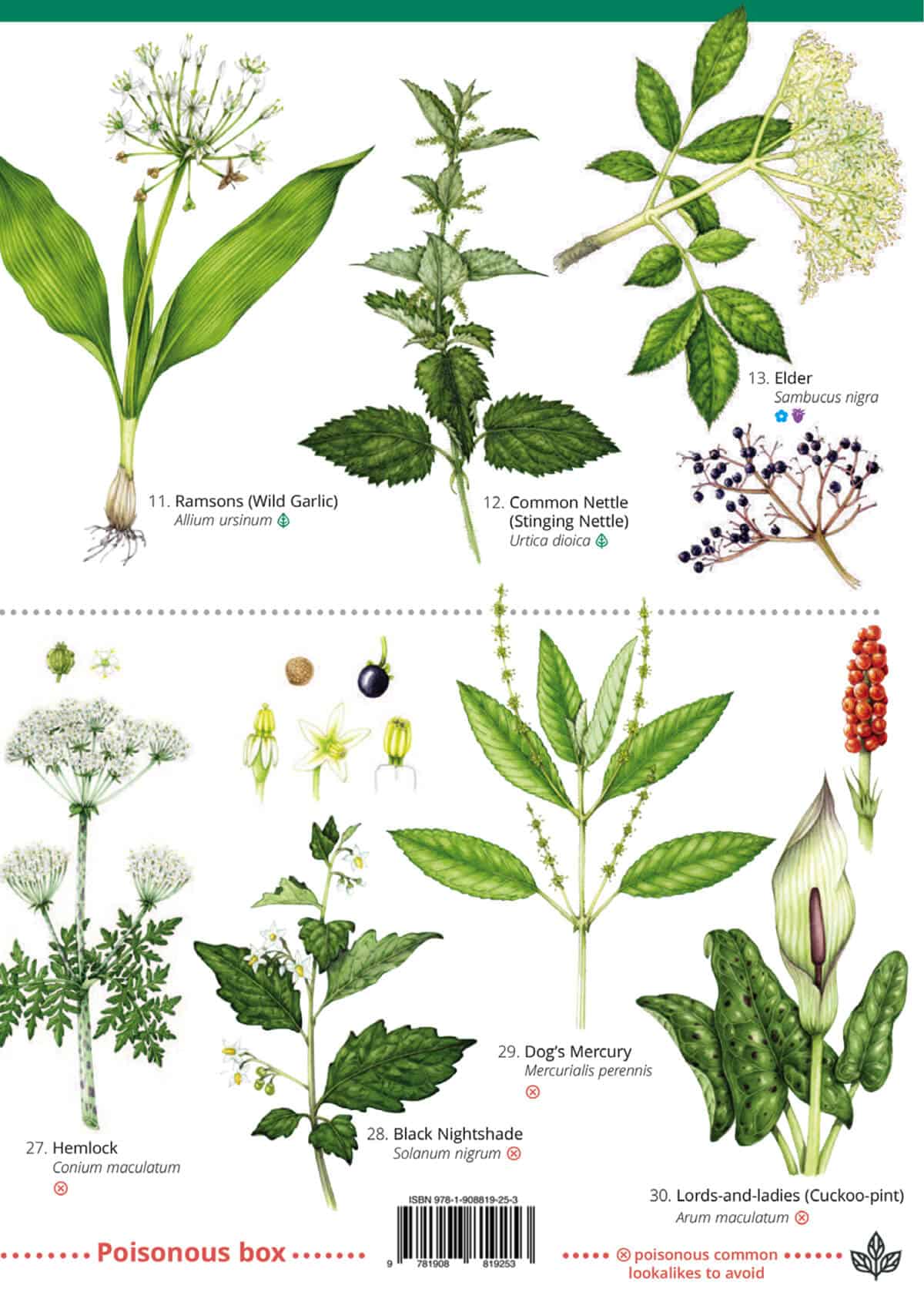 Foraging: Top 25 Edible Plants - Wild ID Guide