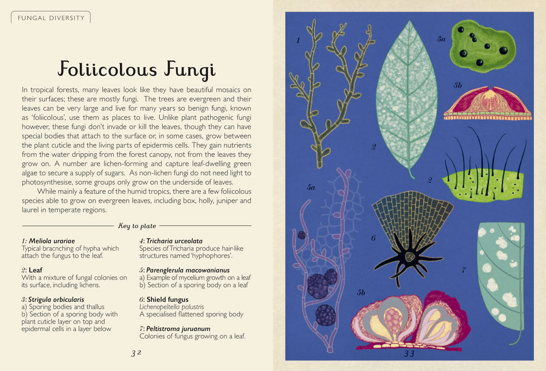 Fungarium Mini - By Ester Gaya and Katie Scott