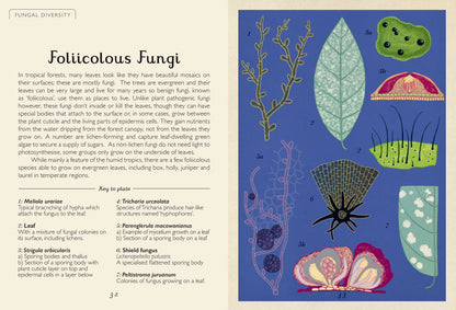 Fungarium Mini - By Ester Gaya and Katie Scott