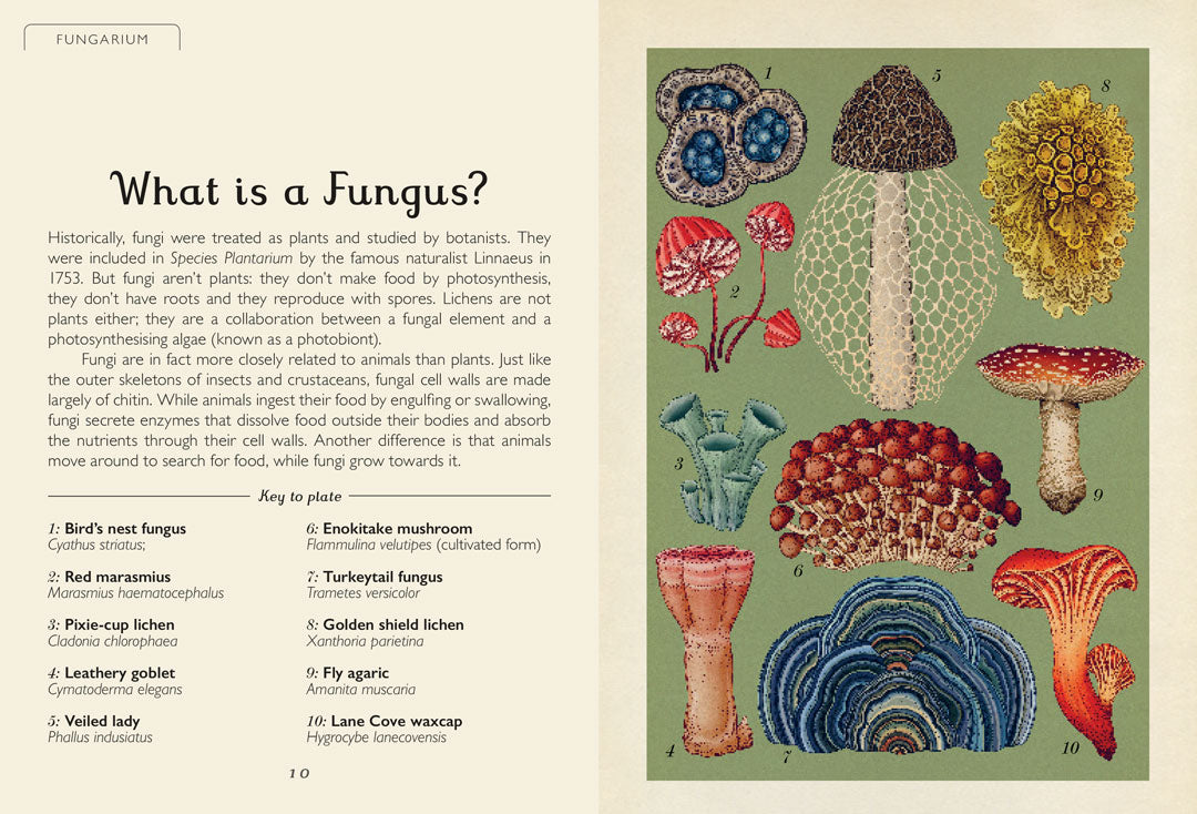 Fungarium Mini - By Ester Gaya and Katie Scott