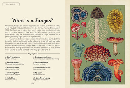 Fungarium Mini - By Ester Gaya and Katie Scott
