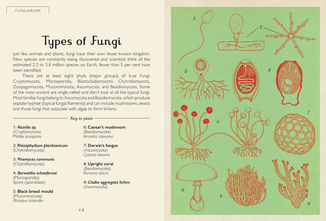 Fungarium Mini - By Ester Gaya and Katie Scott