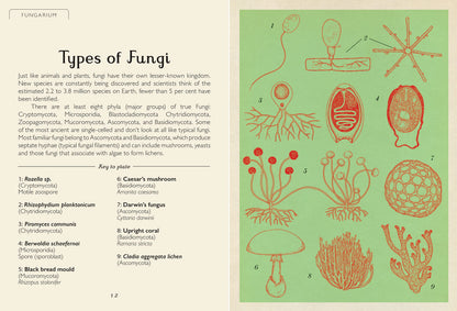 Fungarium Mini - By Ester Gaya and Katie Scott