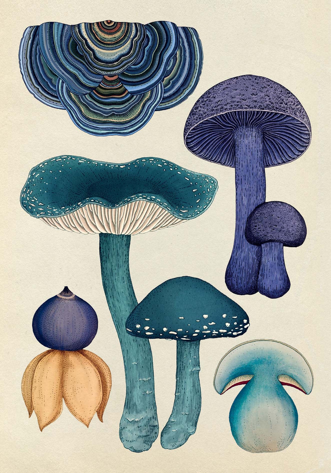 Fungarium Postcards
