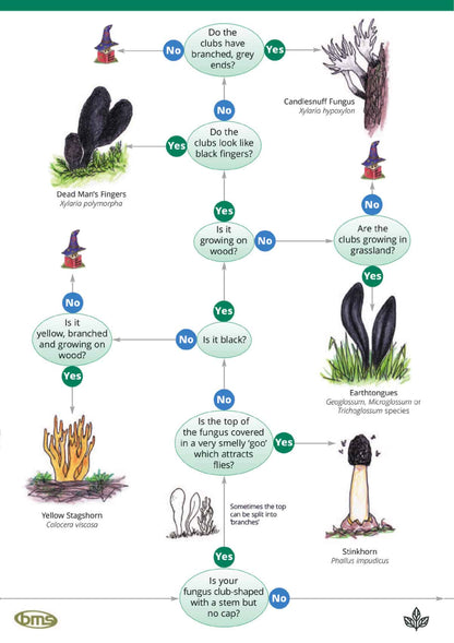 Fungi Name Trail - Wild ID Guide