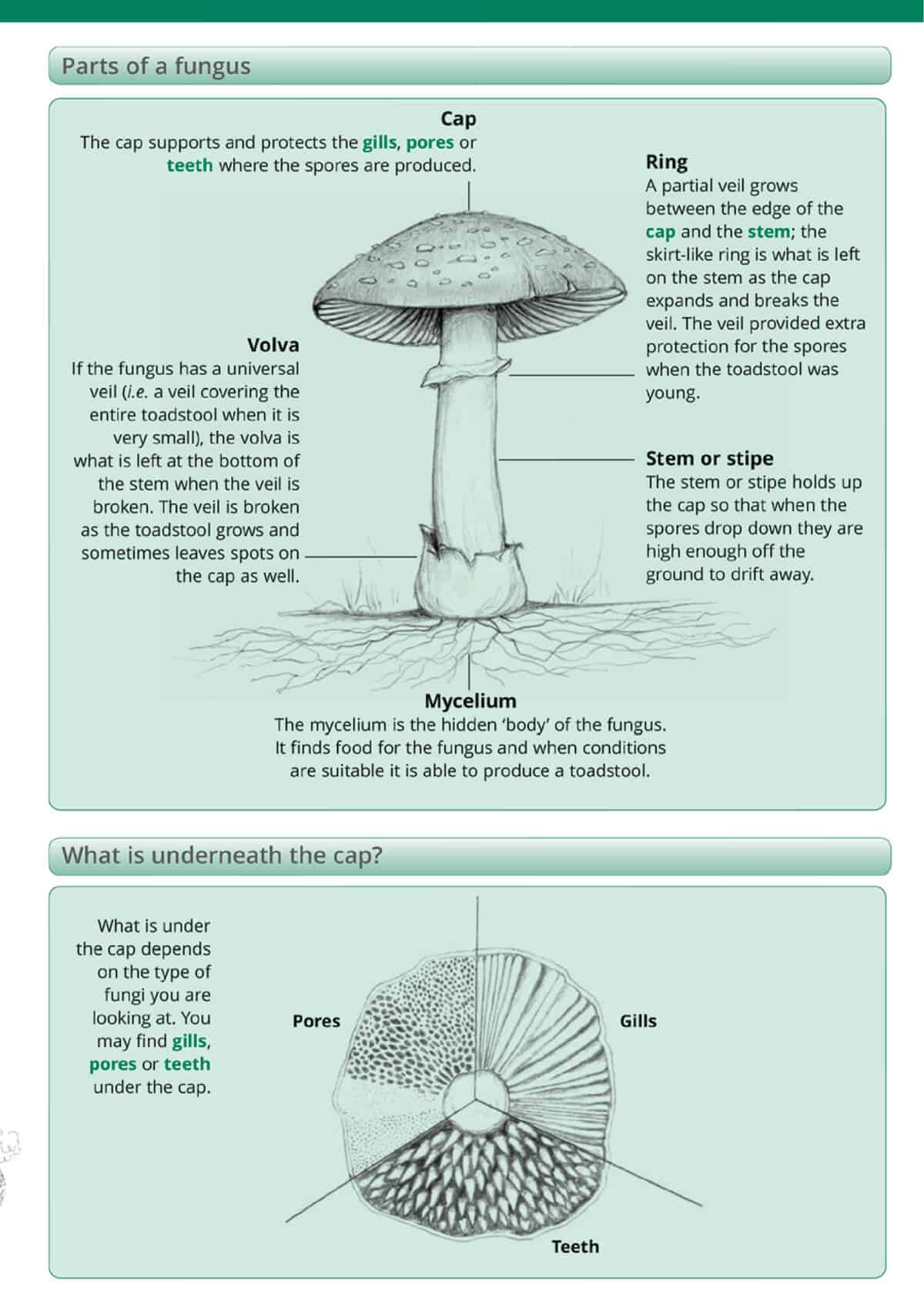 Fungi Name Trail - Wild ID Guide
