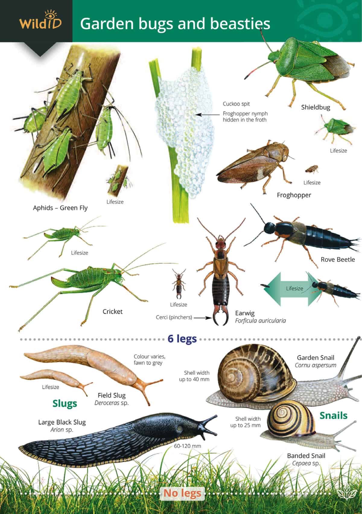 Garden Bugs and Beasties - Wild ID Guide