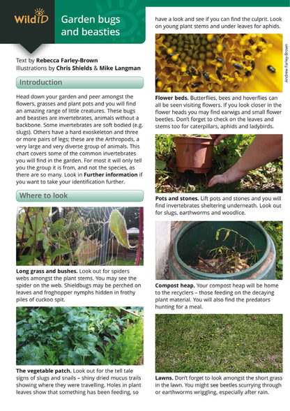 Garden Bugs and Beasties - Wild ID Guide