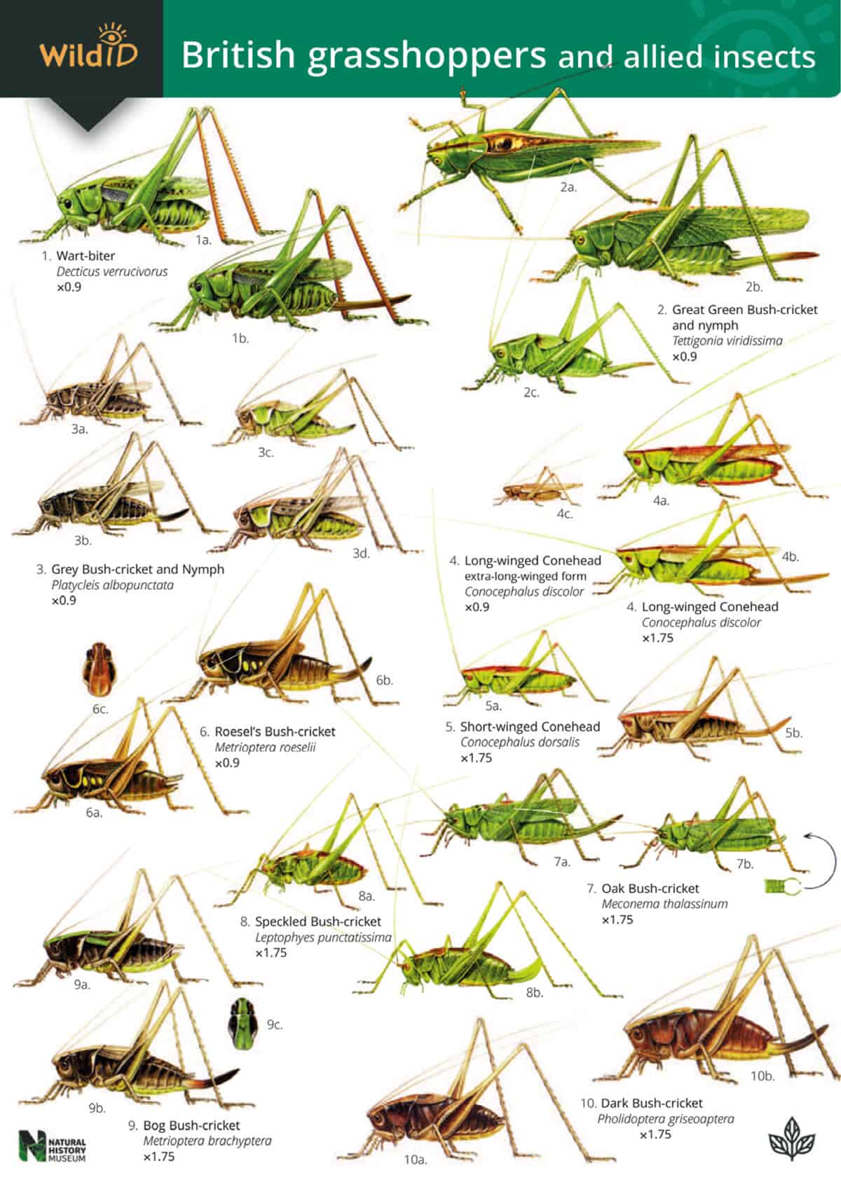 British Grasshoppers and Allied Insects - Wild ID Guide