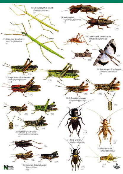 British Grasshoppers and Allied Insects - Wild ID Guide