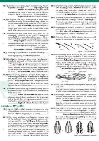 British Grasshoppers and Allied Insects - Wild ID Guide