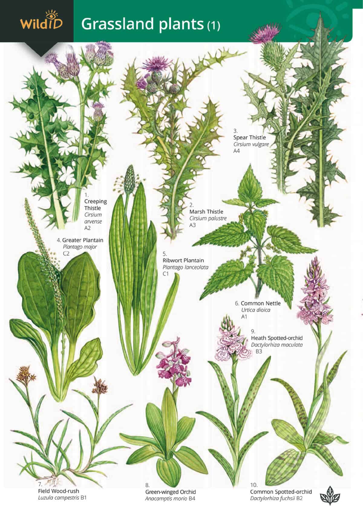 Grassland Plants - Wild ID Guide