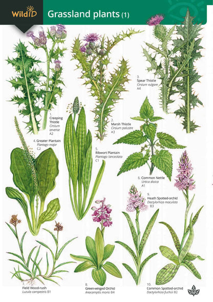 Grassland Plants - Wild ID Guide