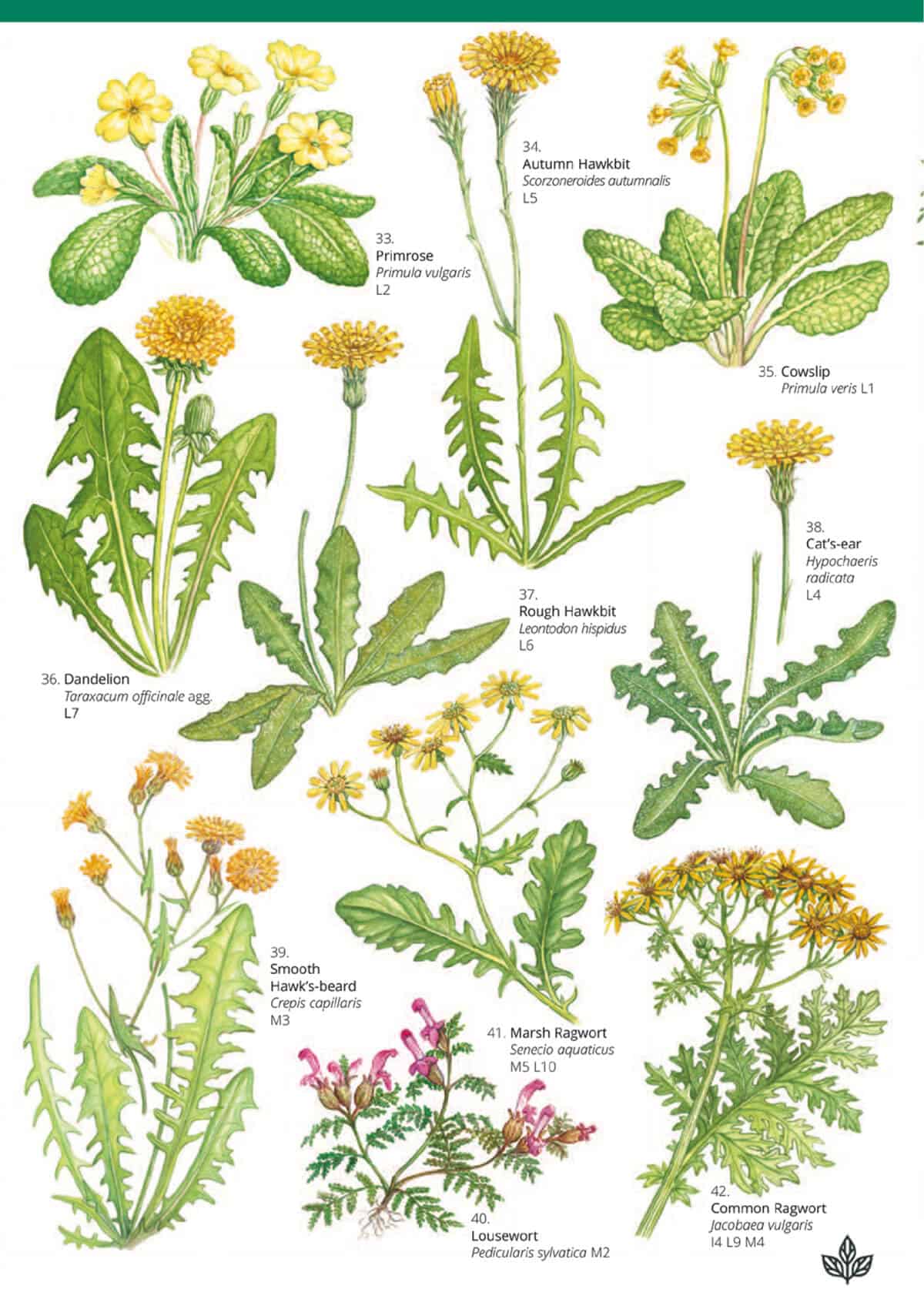 Grassland Plants - Wild ID Guide