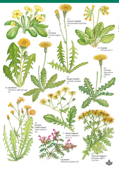Grassland Plants - Wild ID Guide