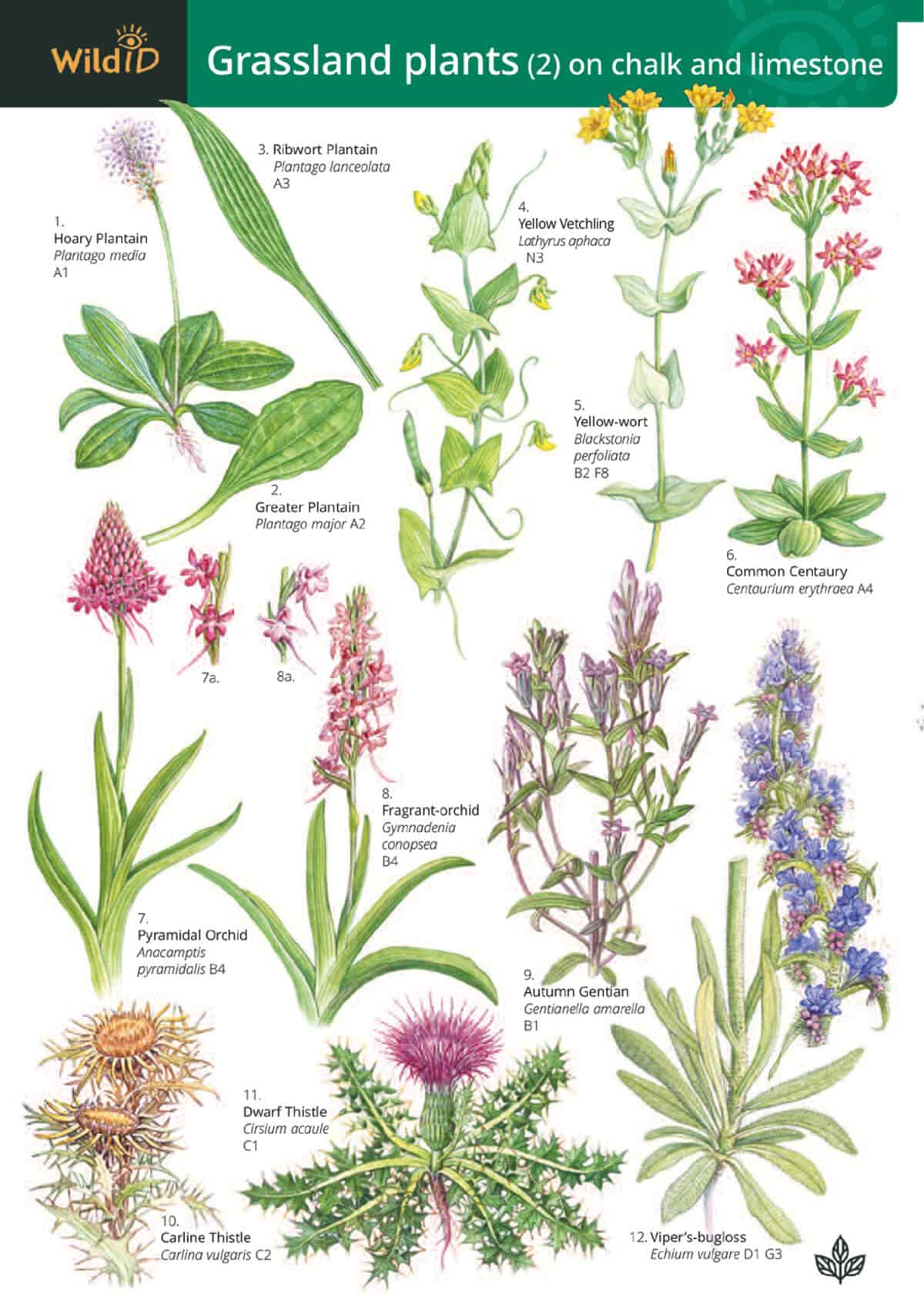 Grassland Plants on Chalk and Limestone - Wild ID Guide