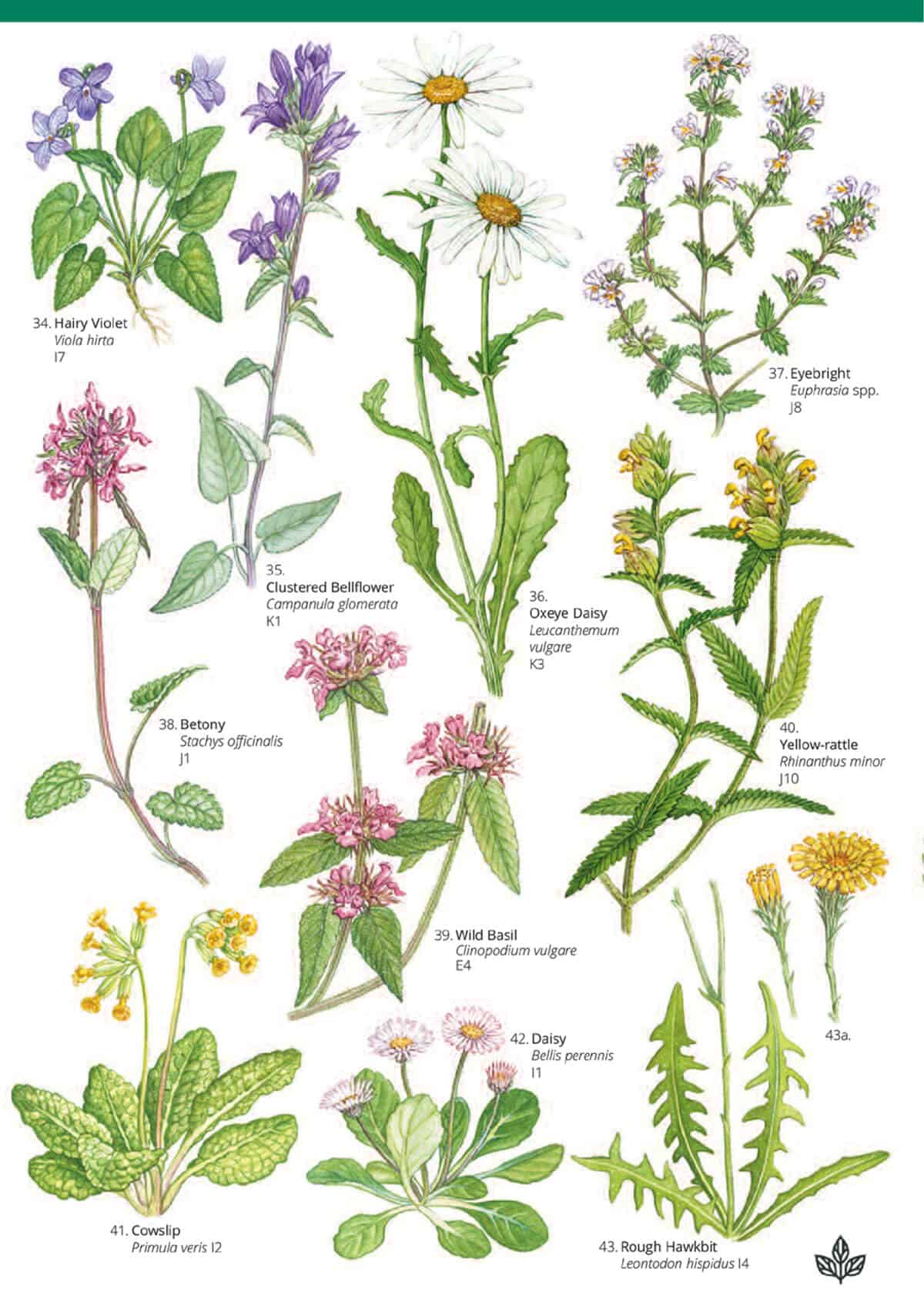 Grassland Plants on Chalk and Limestone - Wild ID Guide