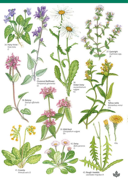 Grassland Plants on Chalk and Limestone - Wild ID Guide