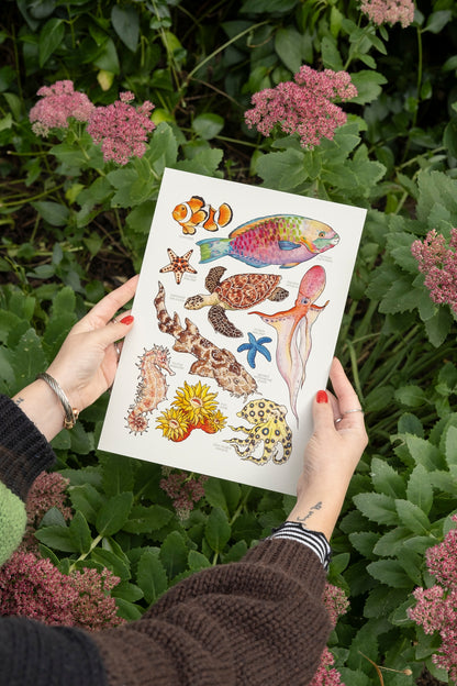 Great Barrier Reef Art Print