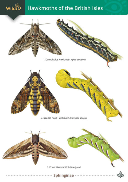 Hawkmoths of the British Isles - Wild ID Guide