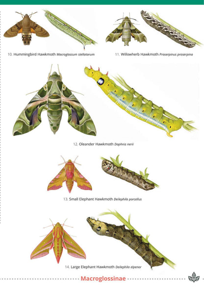 Hawkmoths of the British Isles - Wild ID Guide
