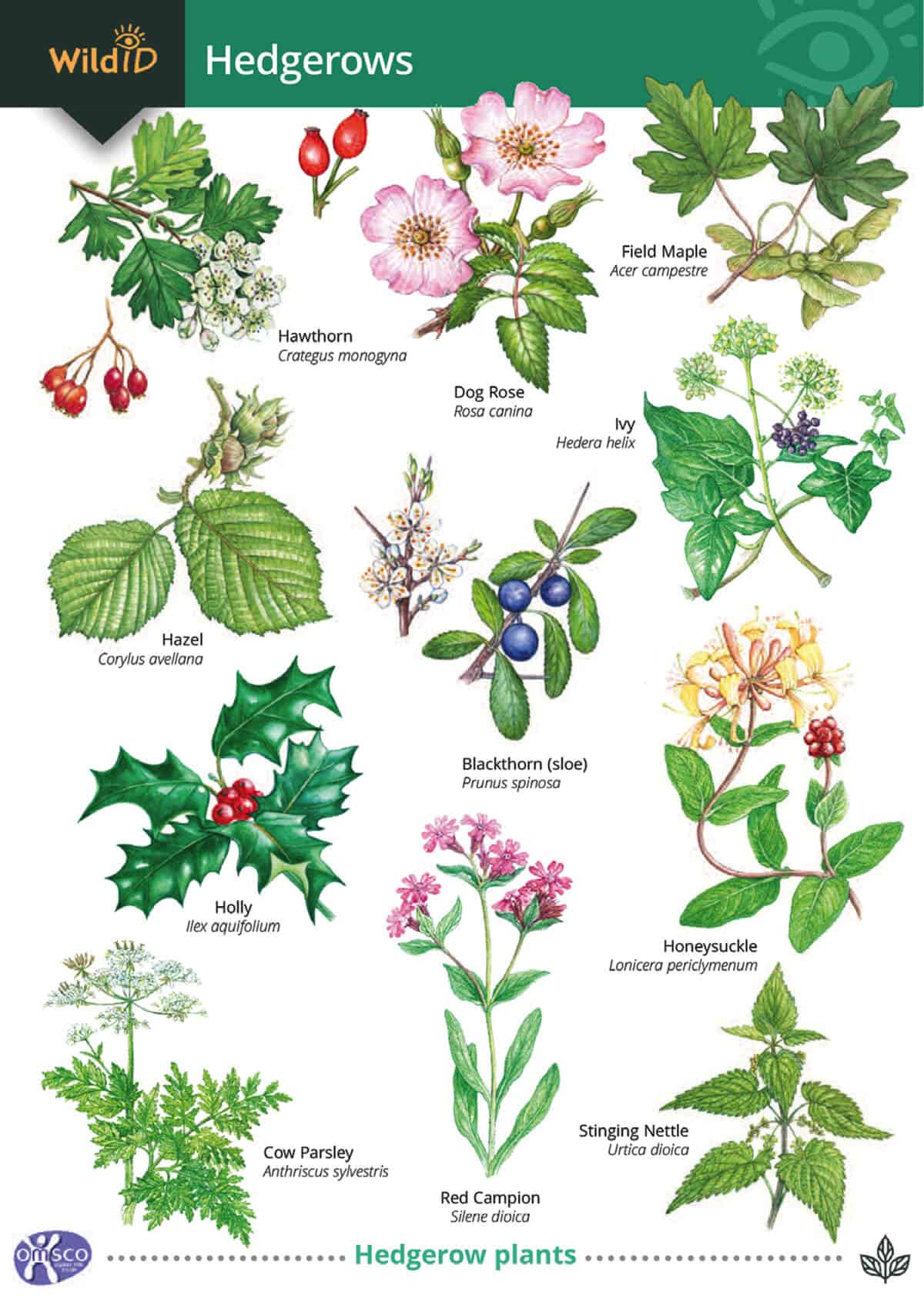 Hedgerows - Wild ID Guide