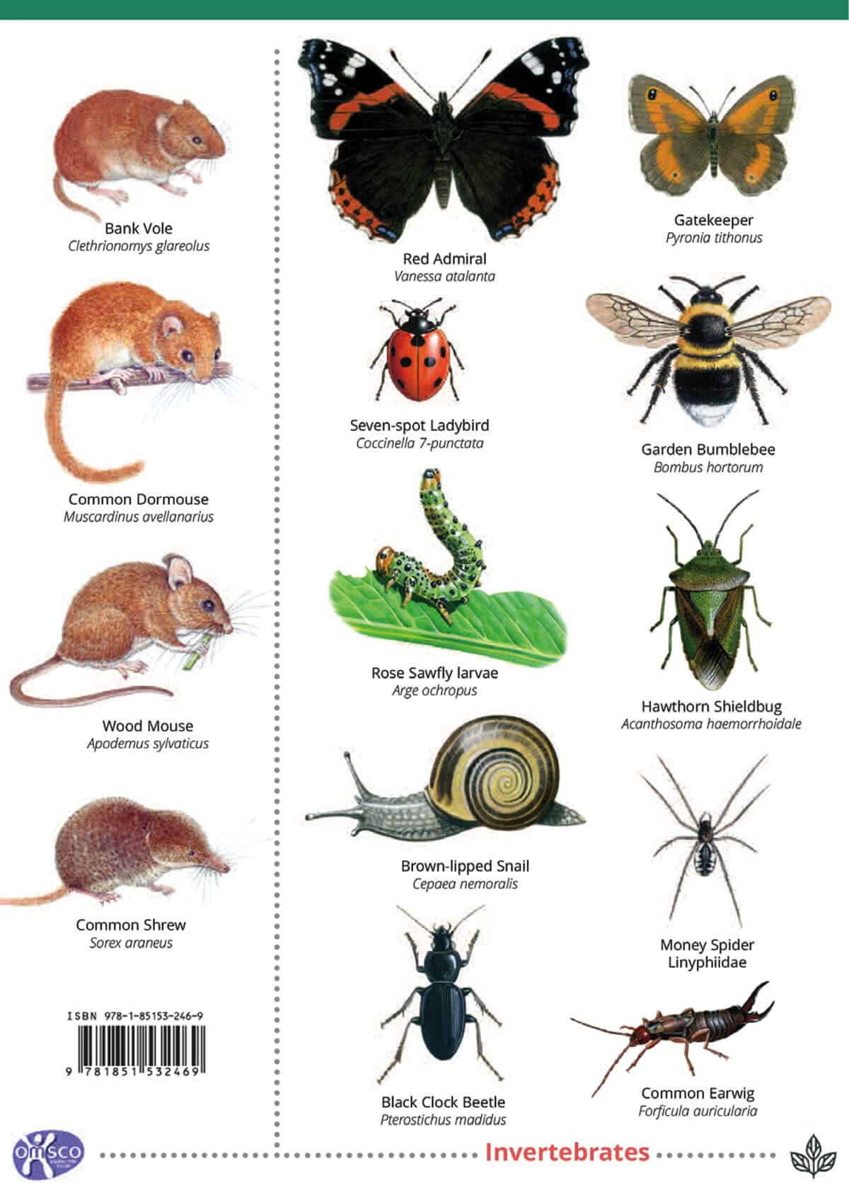 Hedgerows - Wild ID Guide