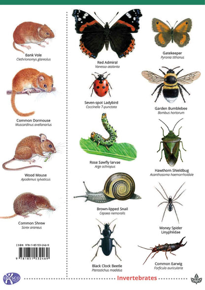 Hedgerows - Wild ID Guide