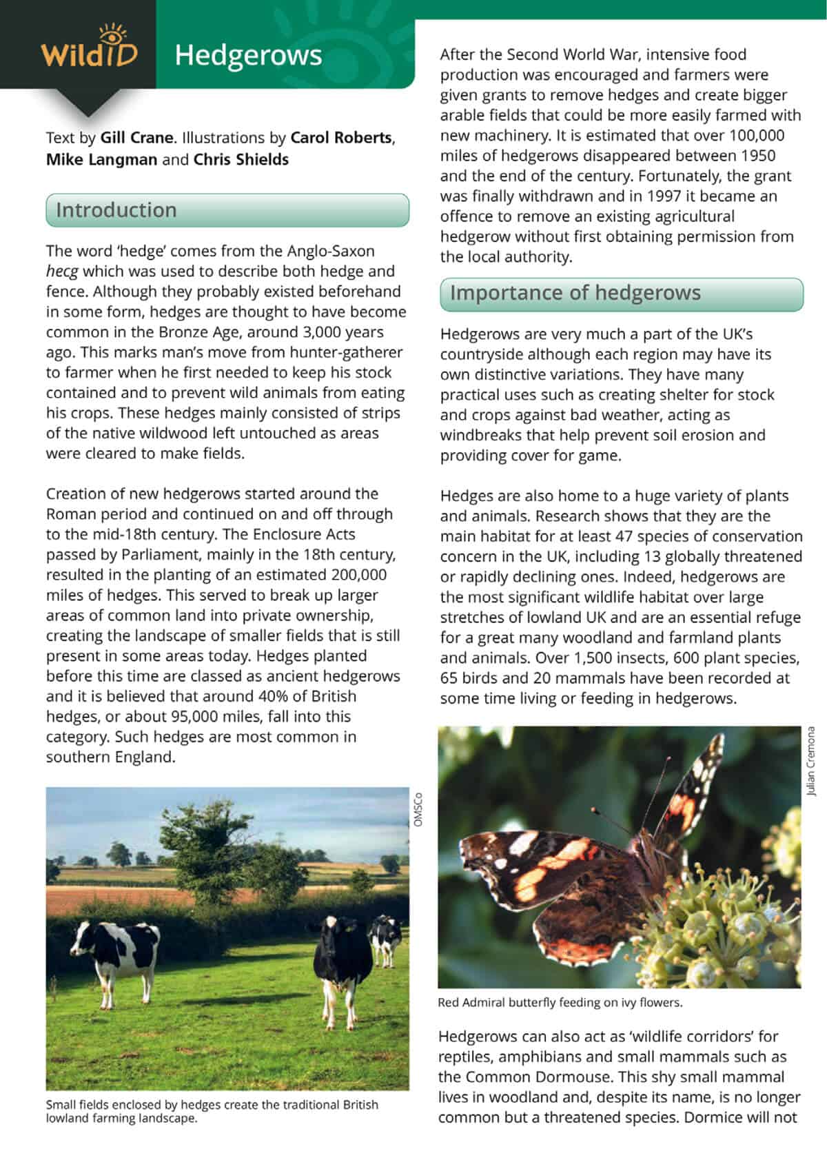 Hedgerows - Wild ID Guide