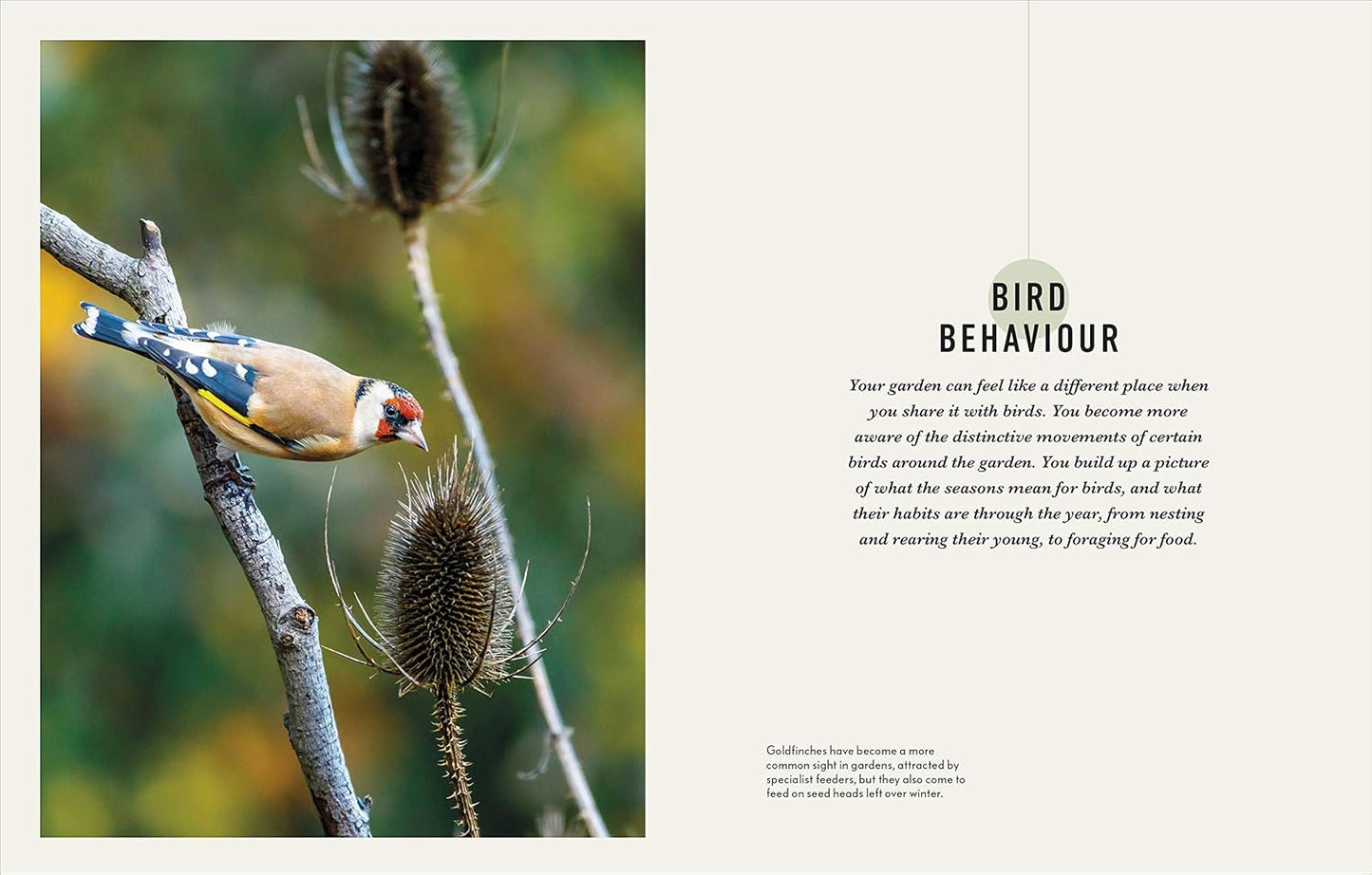 How to Attract Birds to Your Garden - By Dan Rouse