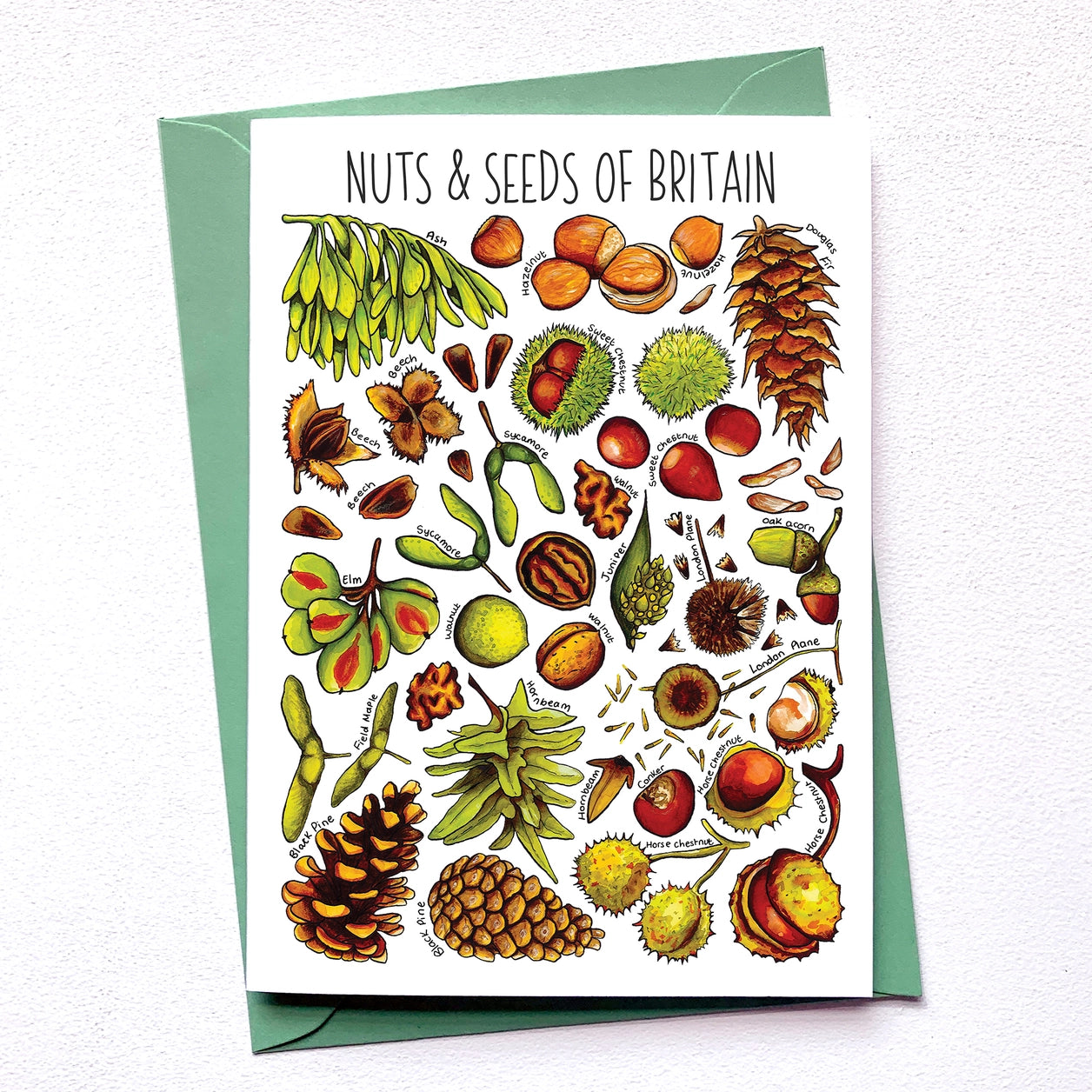 Nuts & Seeds of Britain - Greetings Card