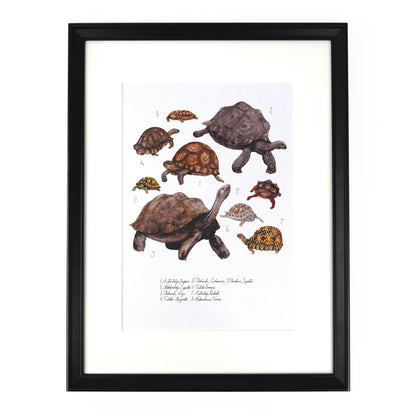 Creep of Tortoises Art Print