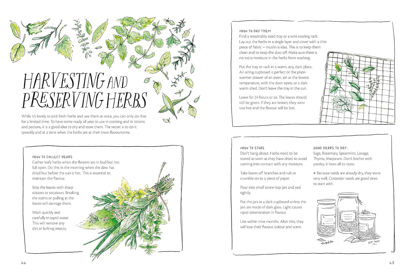 The Magic of Seeds - By Clare Gogerty