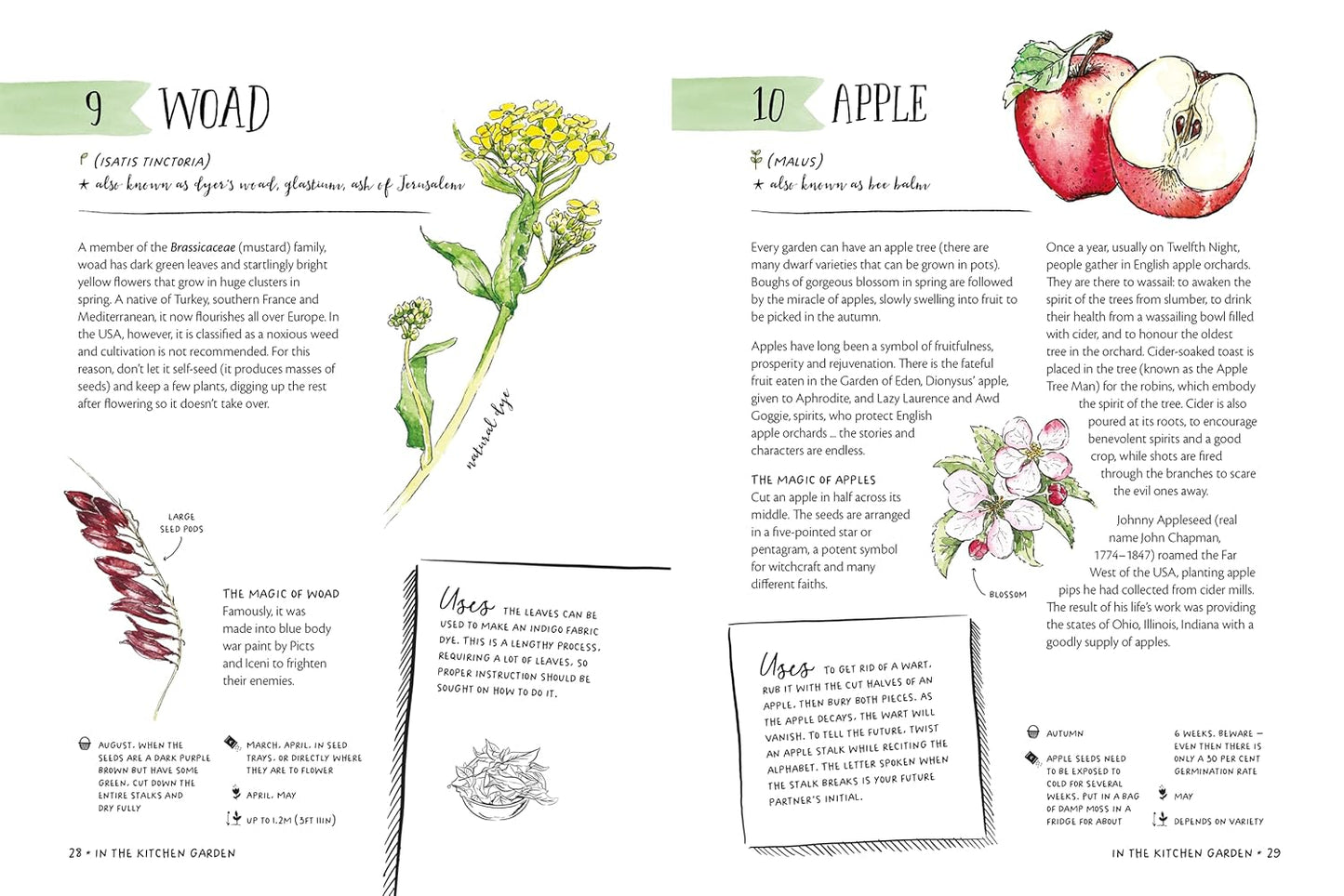 The Magic of Seeds - By Clare Gogerty