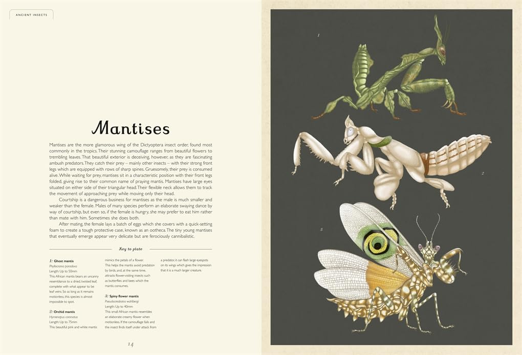 Insectarium - By Emily Carter & Dave Goulson
