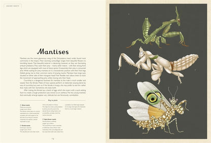 Insectarium - By Emily Carter & Dave Goulson