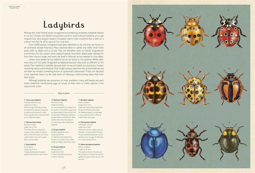 Insectarium - By Emily Carter & Dave Goulson