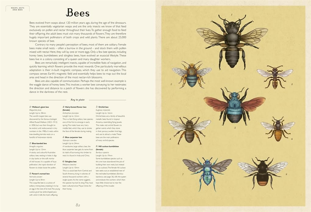 Insectarium - By Emily Carter & Dave Goulson