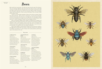 Insectarium - By Emily Carter & Dave Goulson