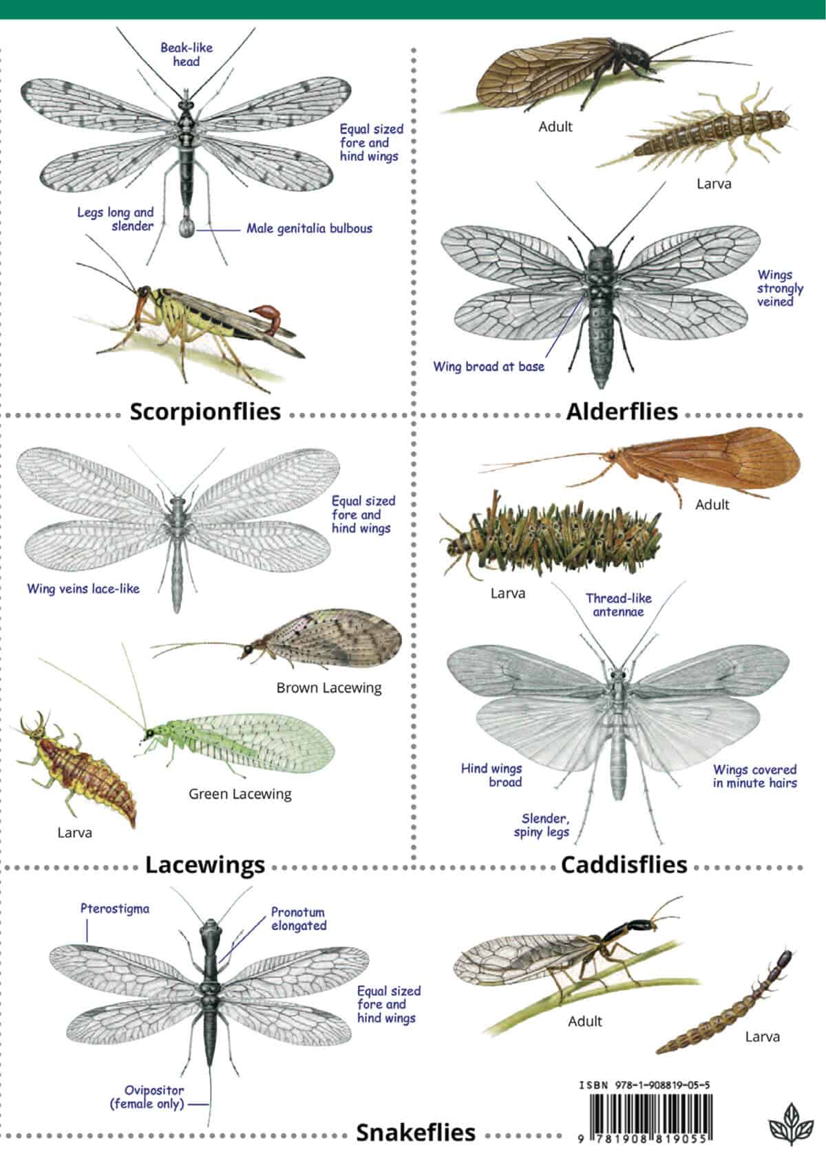 Insects of the British Isles - Wild ID Guide
