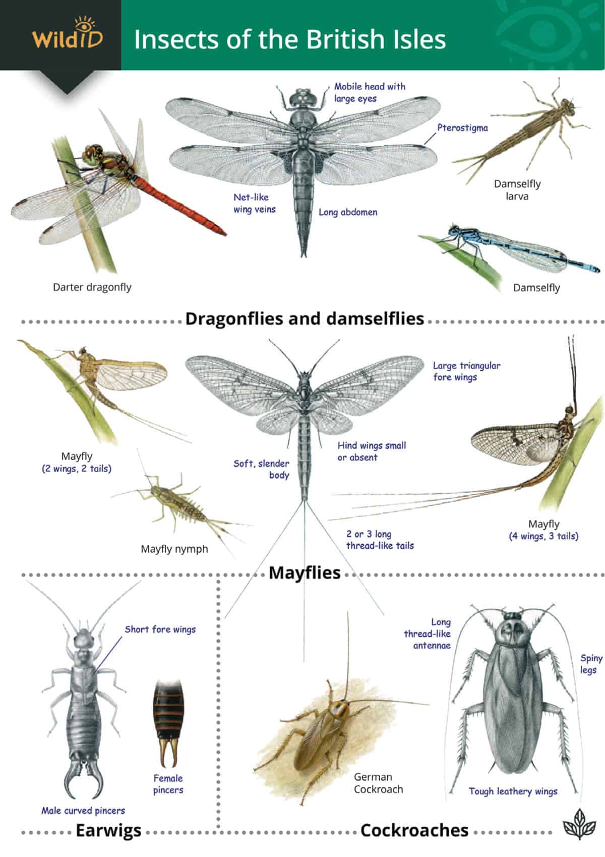Insects of the British Isles - Wild ID Guide
