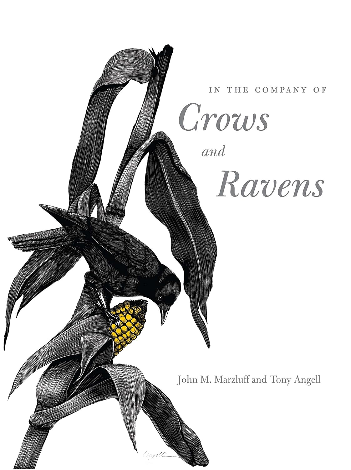 In the Company of Crows and Ravens - By John M. Marzluff & Tony Angell
