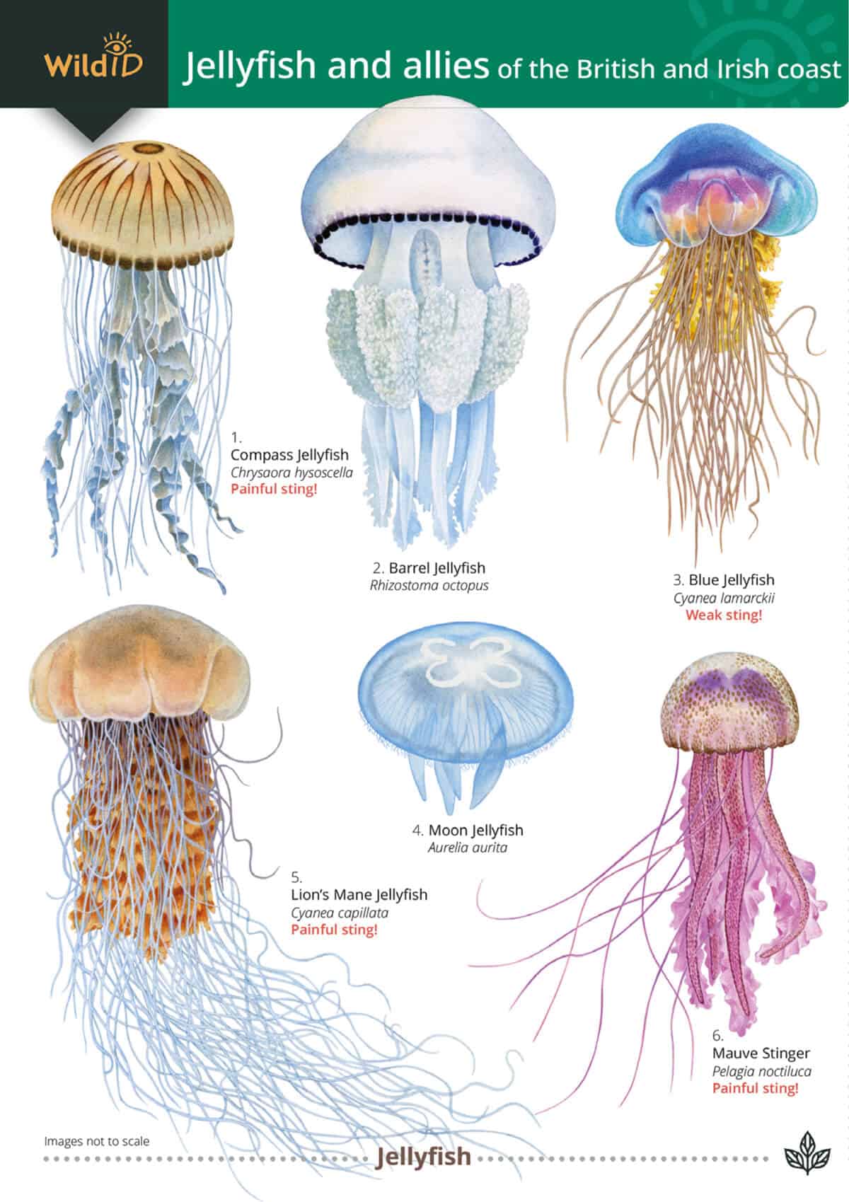 Jellyfish and Allies of the British and Irish Coast - Wild ID Guide